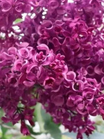 Сирень Бесконечность