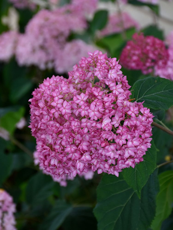 Гортензия Белла Анна (Bella Anna) древовидная купить с доставкой