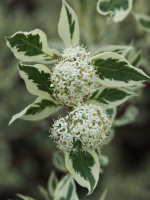 Дерен Элегантиссима (Elegantissima)