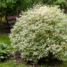 Дерен Элегантиссима (Elegantissima)