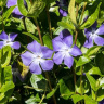 Барвинок (Vinca) купить с доставкой