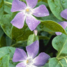 Барвинок (Vinca) купить с доставкой