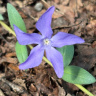 Барвинок (Vinca) купить с доставкой