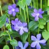 Барвинок (Vinca) купить с доставкой