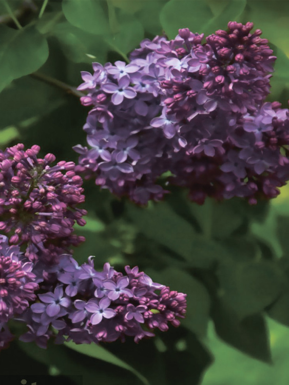 Сирень Маршал Конев купить с доставкой