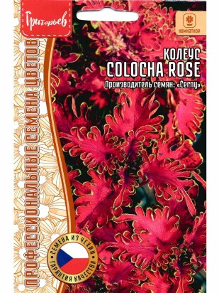 Колеус Colocha Rose [Семена редких растений]