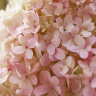 Гортензия Ливинг Литл Лав (Living Little Love) метельчатая купить с доставкой
