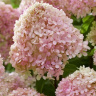 Гортензия Ливинг Литл Лав (Living Little Love) метельчатая