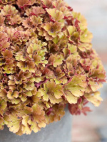 Гейхера Фрилли (Frilly)