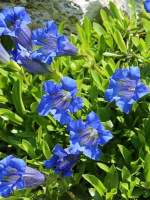 Горечавка Блю Стар (Blue Star)