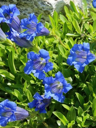 Горечавка Блю Стар (Blue Star)