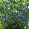 Горечавка Блю Стар (Blue Star) купить с доставкой