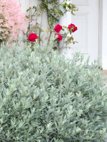 Ива швейцарская Гельветика (Helvetica)