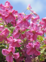 Клематис Краковяк PBR (Krakowiak)