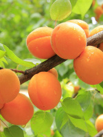 Абрикос Жигулевский сувенир