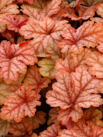 Гейхерелла Хани Роуз (Honey Rose)