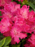 Рододендрон Хеллики (Hellikki)