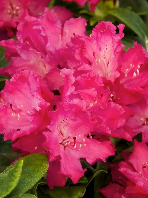 Рододендрон Хеллики (Hellikki) купить с доставкой