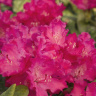 Рододендрон Хеллики (Hellikki) купить с доставкой