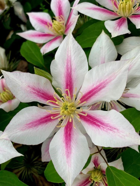 Клематис Андромеда (Andromeda) купить с доставкой