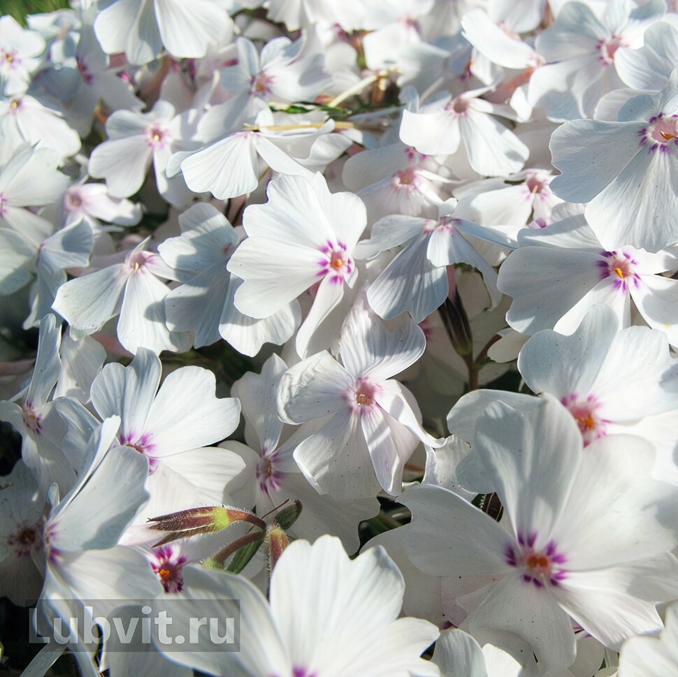 Флокс шиловидный Эпл Блоссом (Apple Blossom) купить с доставкой