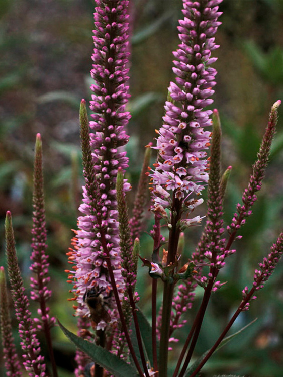 Вероникаструм Эрика (Erica) купить с доставкой