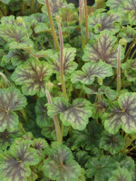 Гейхера Томас (Thomas)