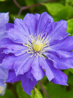 Клематис Коперник (Copernicus)