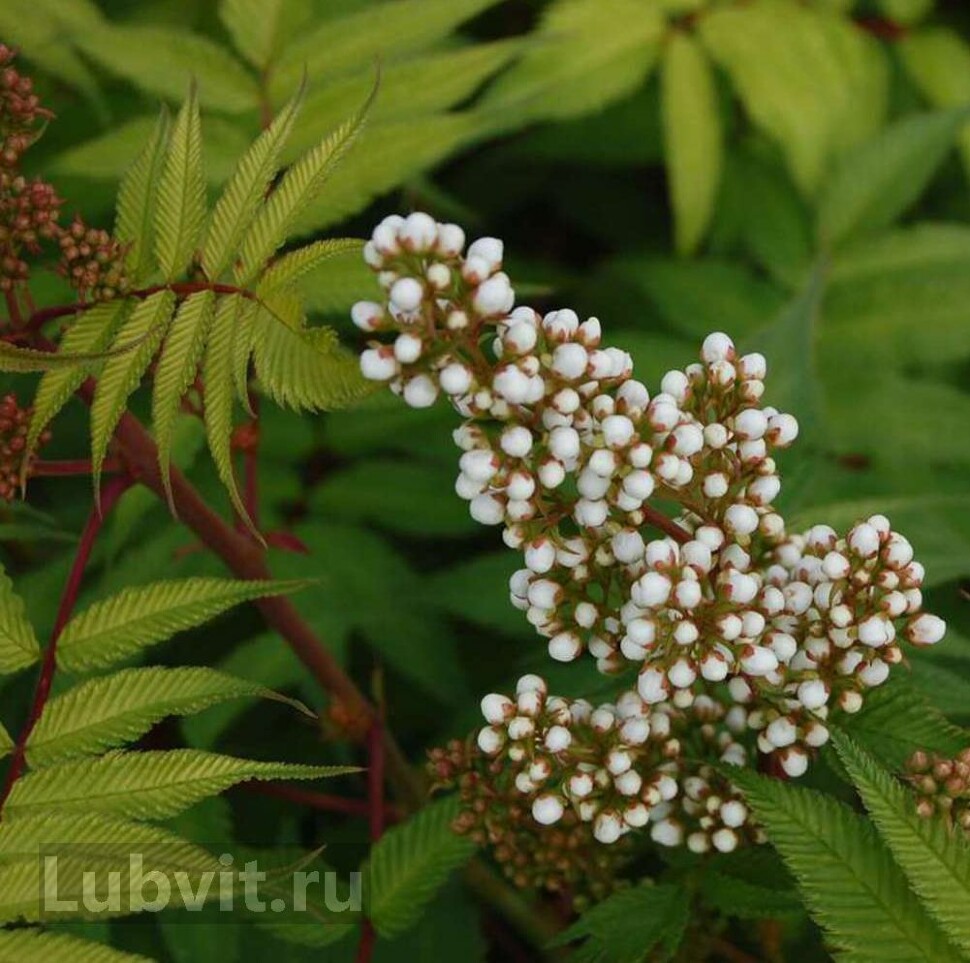 Рябинник рябинолистный Сэм (Sem) купить с доставкой