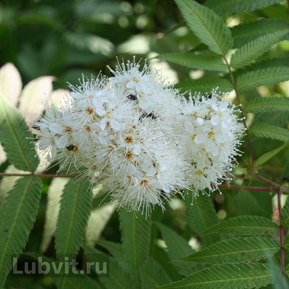 Рябинник рябинолистный Сэм (Sem) купить с доставкой