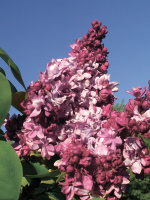 Сирень Маршал Малиновский