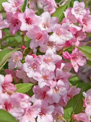 Вейгела Розеа (Rosea)