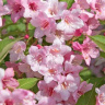Вейгела Розеа (Rosea)