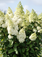 Гортензия Мэджикал Килиманджаро (Magical Kilimanjaro) метельчатая