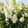 Гортензия Мэджикал Килиманджаро (Magical Kilimanjaro) метельчатая