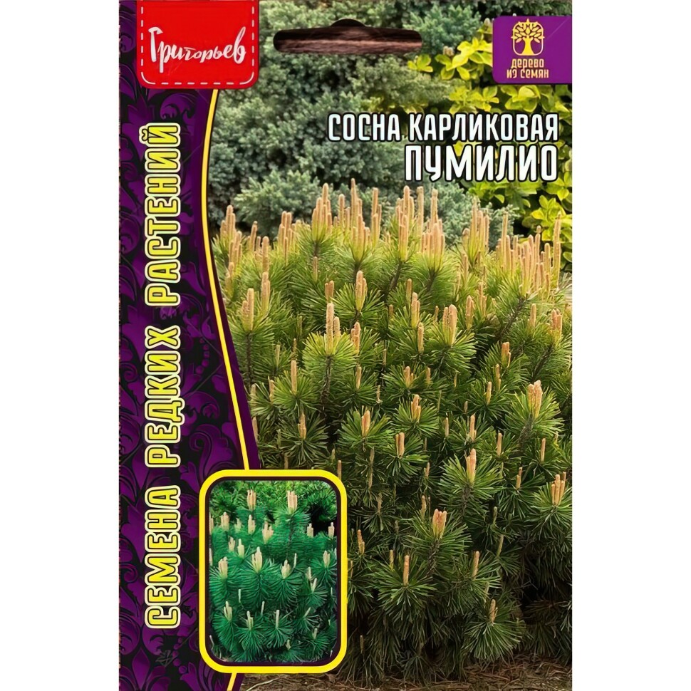 Сосна Пумилио карликовая [Семена редких растений] купить с доставкой
