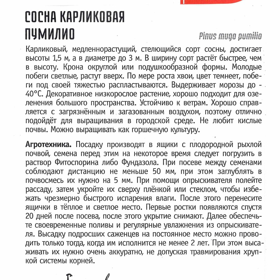 Сосна Пумилио карликовая [Семена редких растений] купить с доставкой