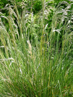 Луговик дернистый Голдшлейер (Goldschleier)