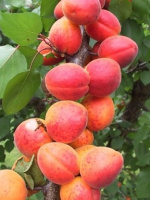 Абрикос Саратовский рубин