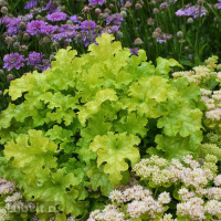 Гейхера Лайм Раффлз (Lime Ruffles)