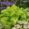 Гейхера Лайм Раффлз (Lime Ruffles)