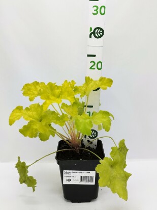 Гейхера Лайм Раффлз (Lime Ruffles)