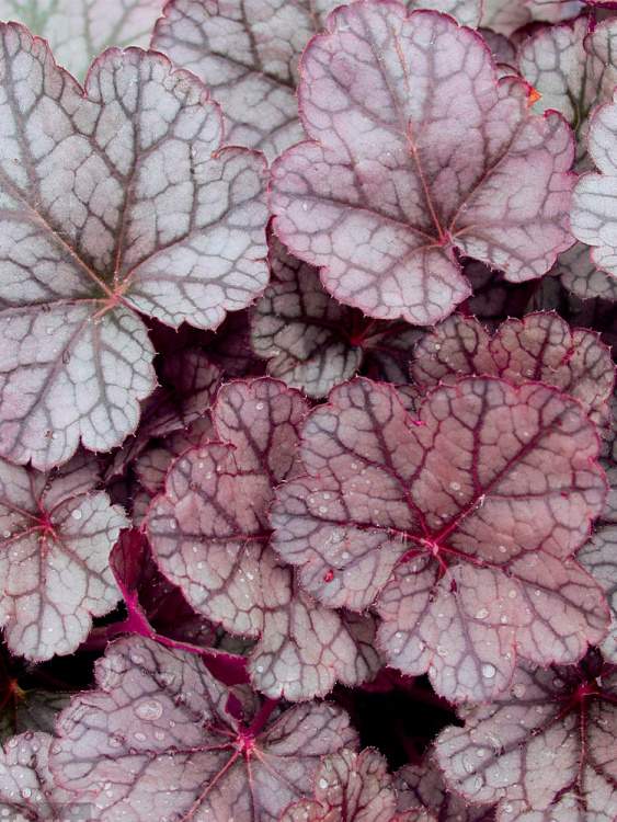 Гейхера Шуга Фростинг (Sugar Frosting) купить с доставкой