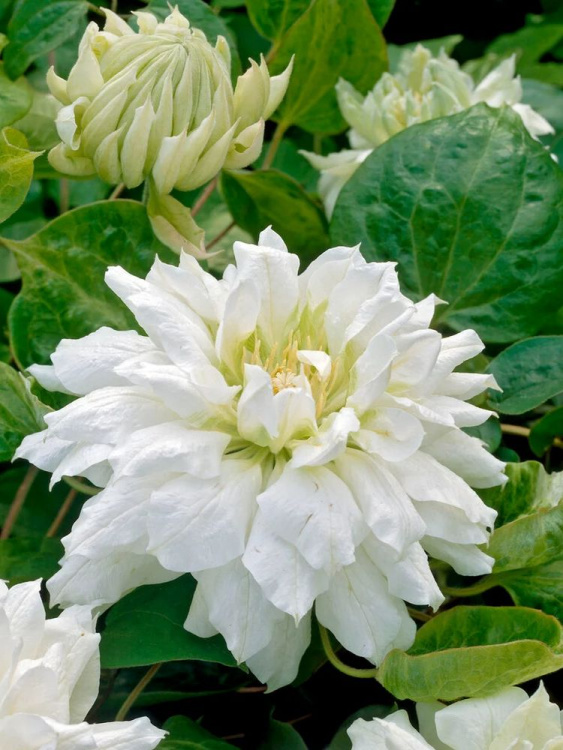 Клематис Дюшес Оф Эдинбург (Duchess of Edinburgh) купить с доставкой