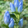 Горечавка Блю Мэджик (Blue Magic) купить с доставкой