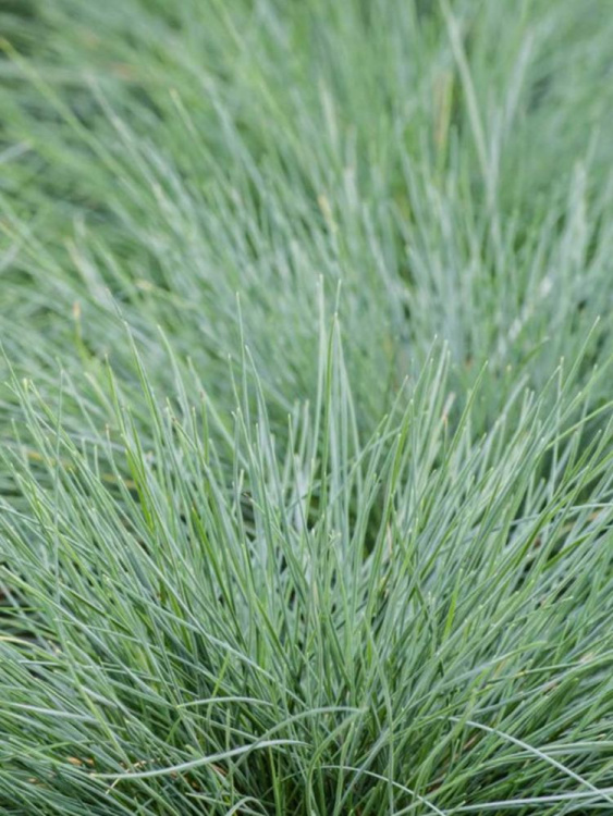 Овсяница сизая купить с доставкой