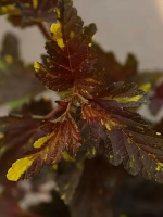 Пузыреплодник Саламандра (Salamandra) Пузыреплодник Саламандра (Salamandra)