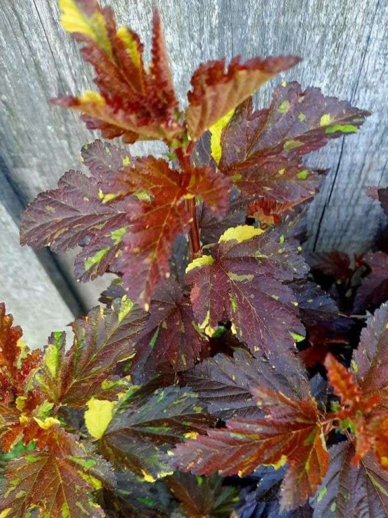 Пузыреплодник Саламандра (Salamandra) купить с доставкой