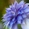 Клематис Мульти блю (Multi Blue) купить с доставкой