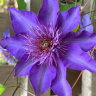 Клематис Мульти блю (Multi Blue)